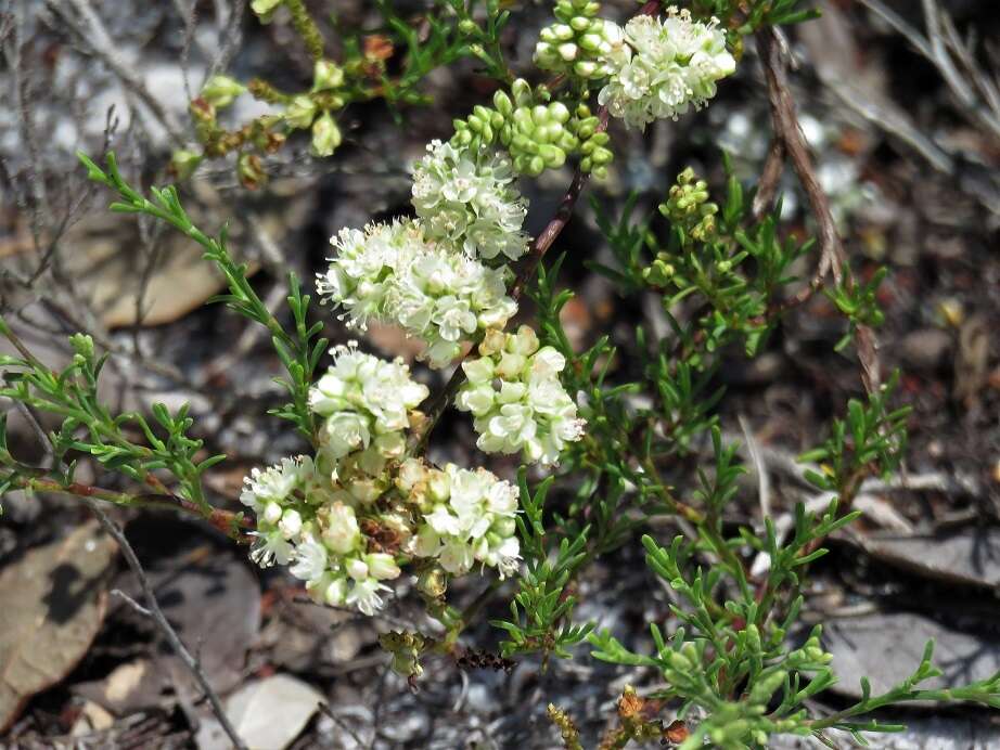 Image of Woody wireweed