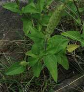 Imagem de Plectranthus barbatus Andrews