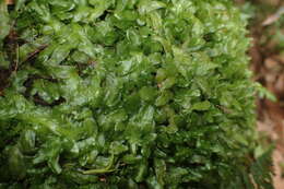 Image of Podomitrium phyllanthus (Hook.) Mitt.