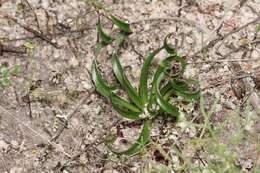 Imagem de Chamaescilla spiralis (Endl.) F. Muell.