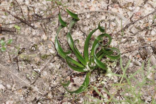 Image of Chamaescilla spiralis (Endl.) F. Muell.