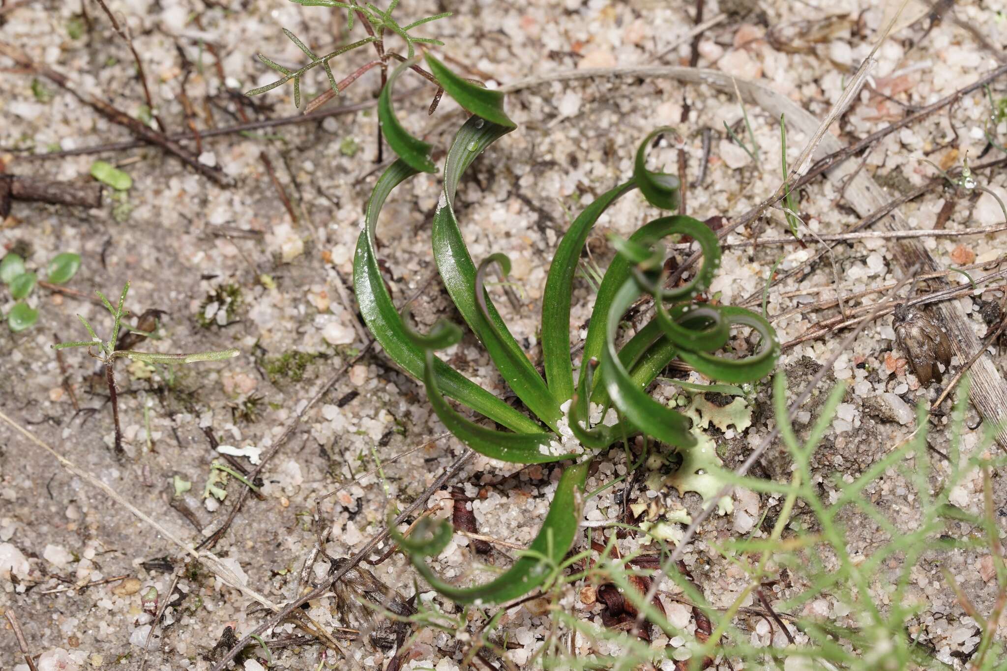 Sivun Chamaescilla spiralis (Endl.) F. Muell. kuva