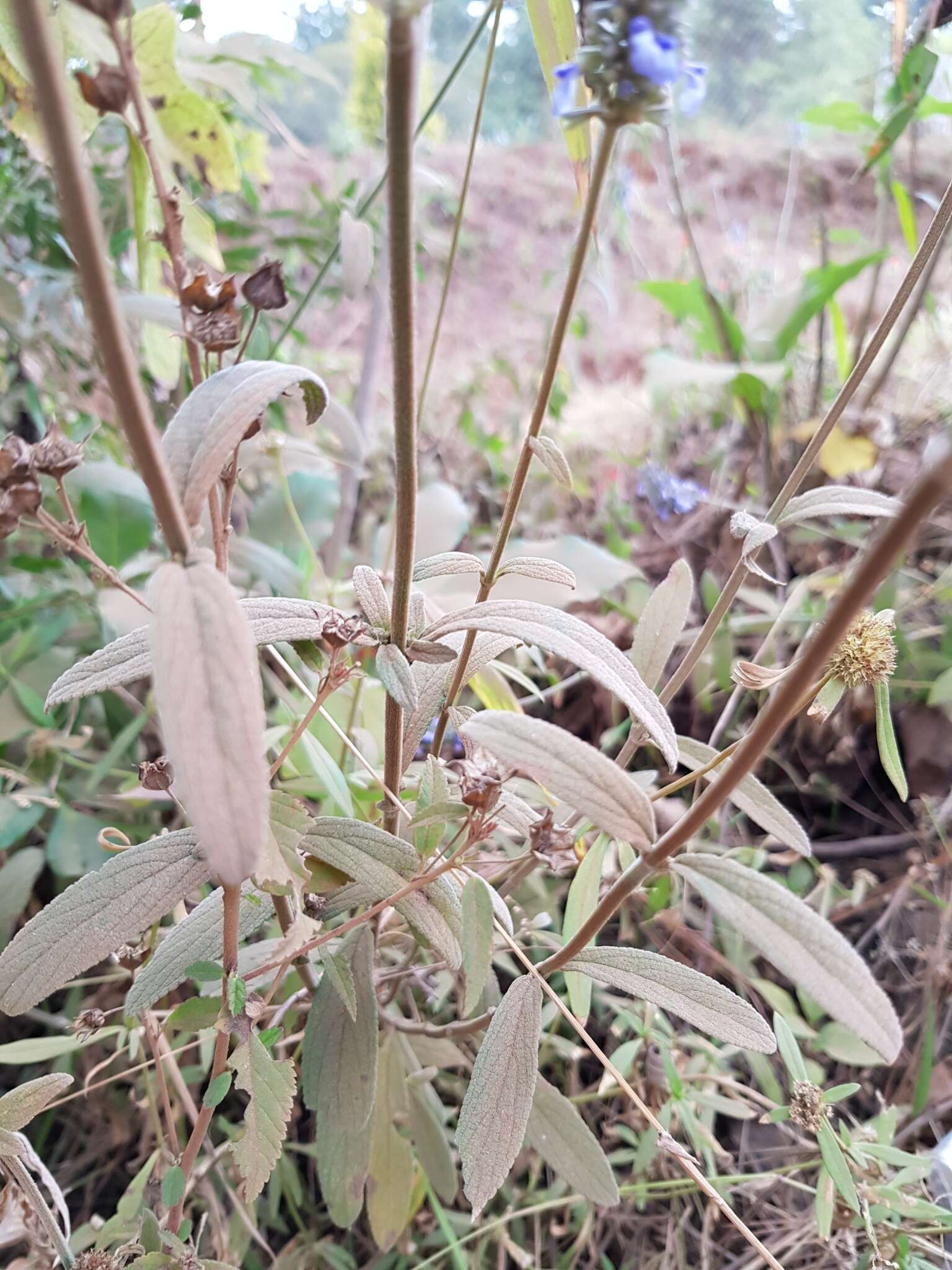 Sivun Salvia lavanduloides Kunth kuva