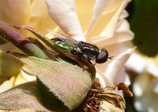 Imagem de Odontomyia fulviceps (Walker 1854)