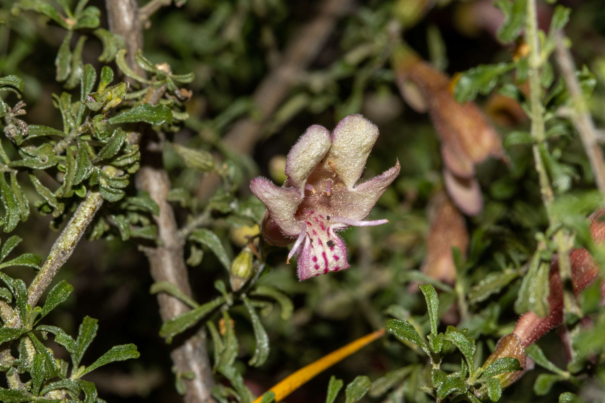 Image of Prostanthera grylloana F. Muell.