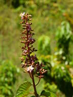 Image of Mahurea palustris Aubl.