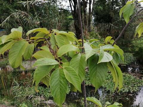 Imagem de Frangula capreifolia (Schlechtend.) Grubov