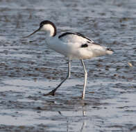 Image de Avocette à tête noire