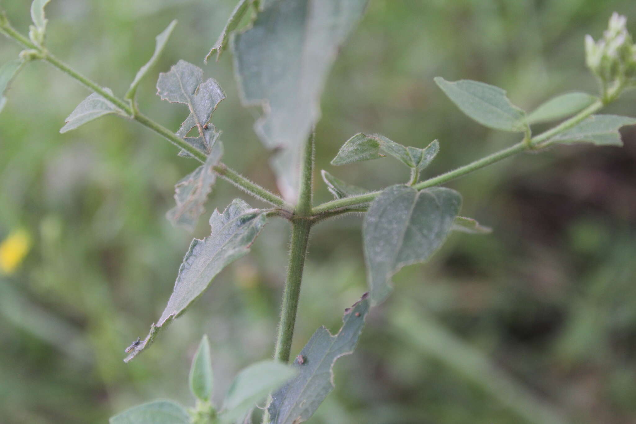 Sivun Chromolaena leivensis (Hieron.) R. King & H. Rob. kuva