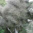 Melicytus flexuosus B. P. J. Molloy & A. P. Druce resmi