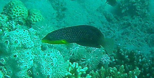 Image of Twister Wrasse