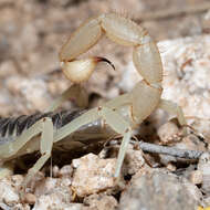 Image of Hadrurus anzaborrego Soleglad, Fet & Lowe 2011