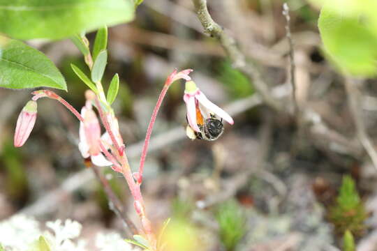 Image of Andrena carolina Viereck 1909