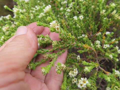 Image of Diosma haelkraalensis I. Williams