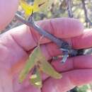 Image of Crataegus azarolus var. aronia L.