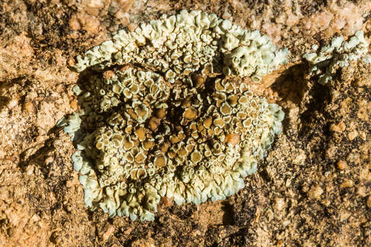 Image of Lecanora sierrae B. D. Ryan & T. H. Nash