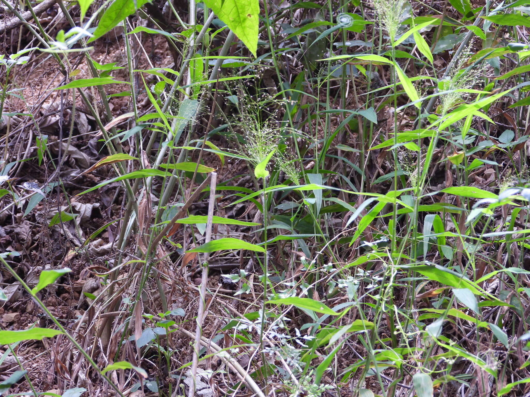 Plancia ëd Cyrtococcum patens var. latifolium (Honda) Ohwi