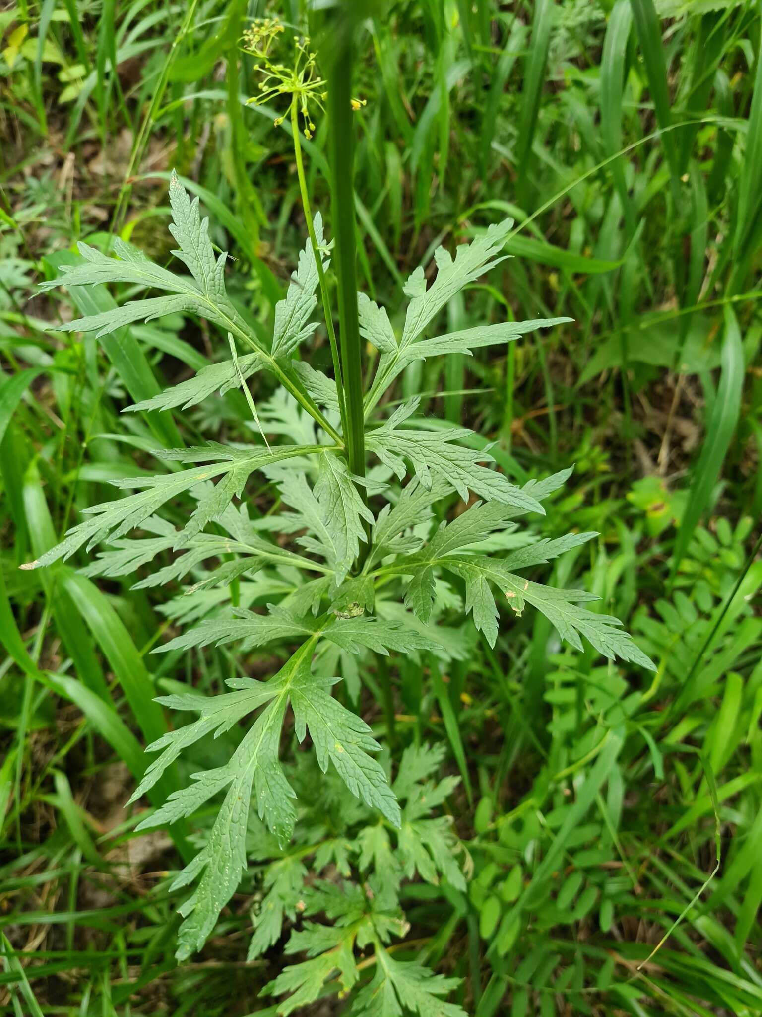 Image of Eleutherospermum cicutarium (M. Bieb.) Boiss.