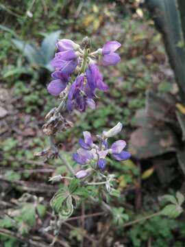 Sivun Lupinus montanus Kunth kuva