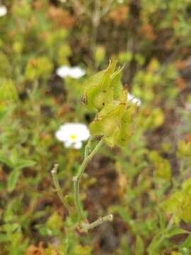 Imagem de Cistus obtusifolius Sweet