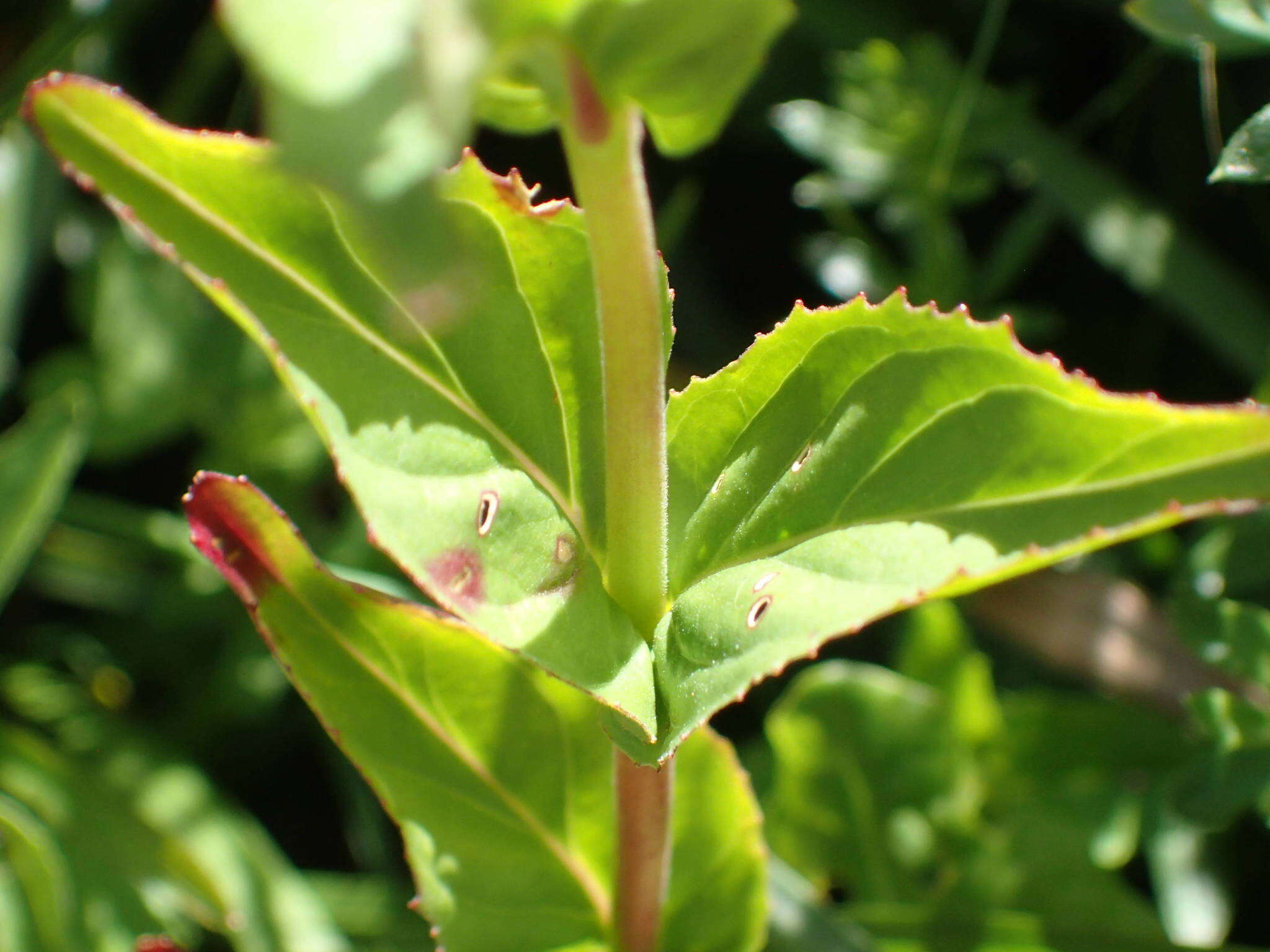 Image of Epilobium duriaei Godron