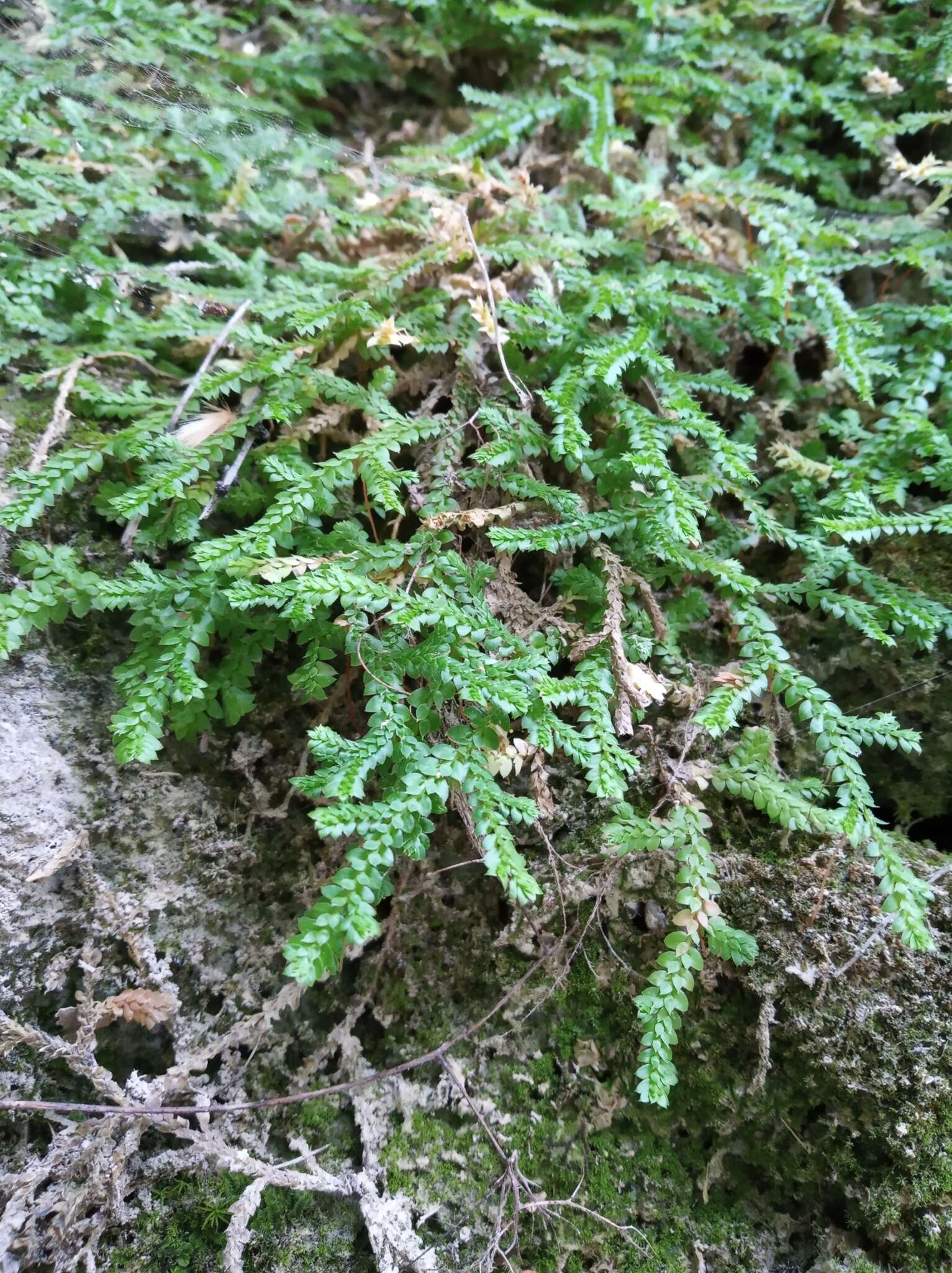 Imagem de Selaginella denticulata (L.) Spring