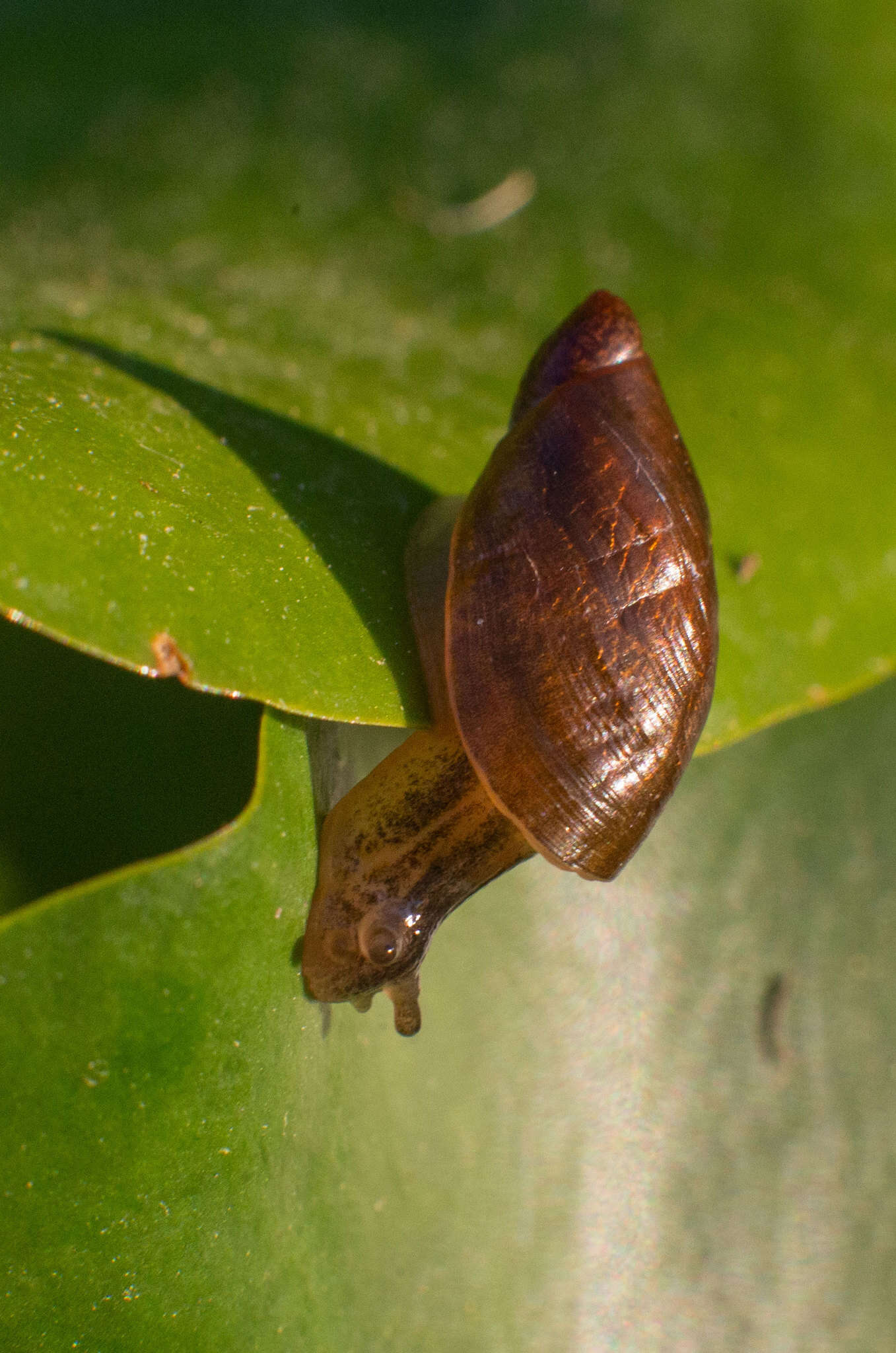 Image of pfeifers amber snail