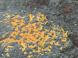 Image of cracked lichen