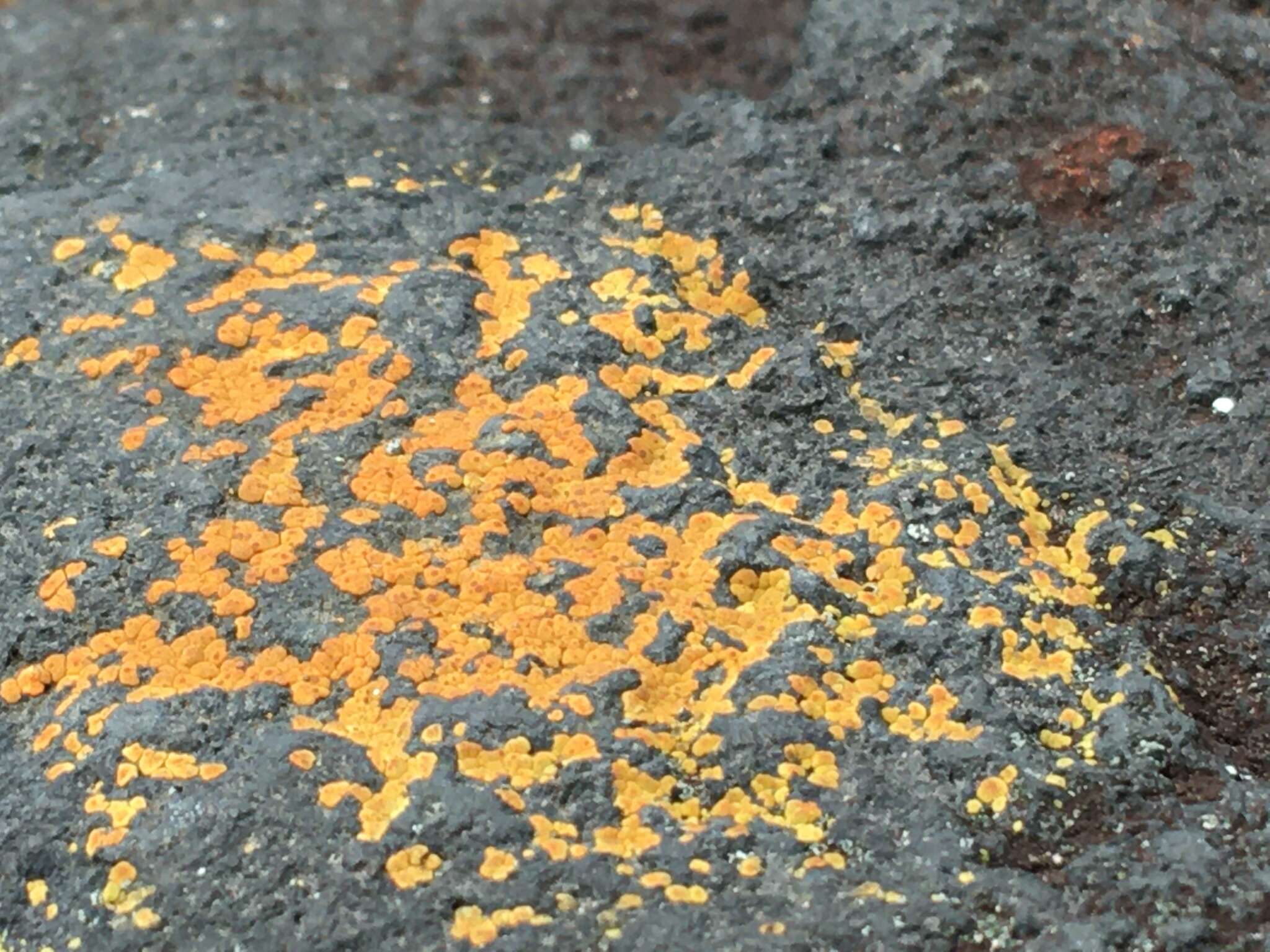 Image of cracked lichen