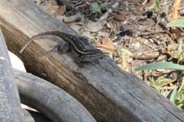 Image of Rose-bellied Lizard