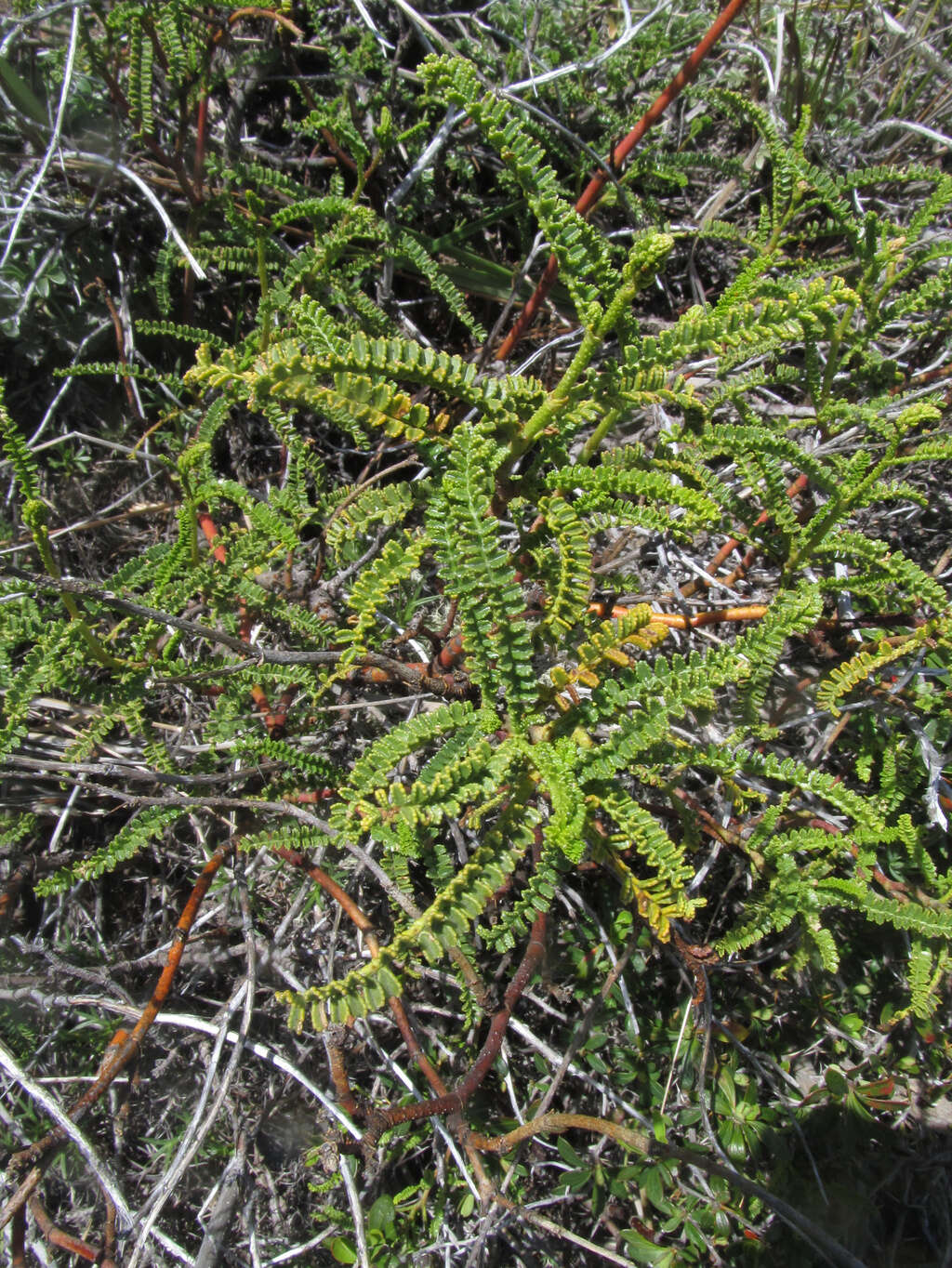 Imagem de Adesmia boronioides Hook. fil.