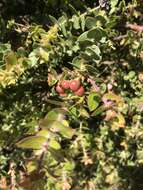 Image of Arctostaphylos purissima subsp. purissima