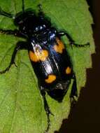 Nicrophorus (Nicrophorus) orbicollis (Say 1825) resmi