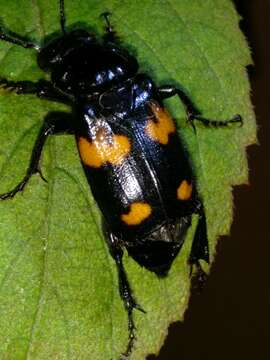 Nicrophorus (Nicrophorus) orbicollis (Say 1825) resmi