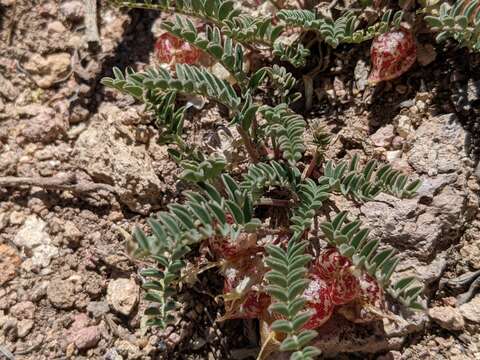 Image of freckled milkvetch