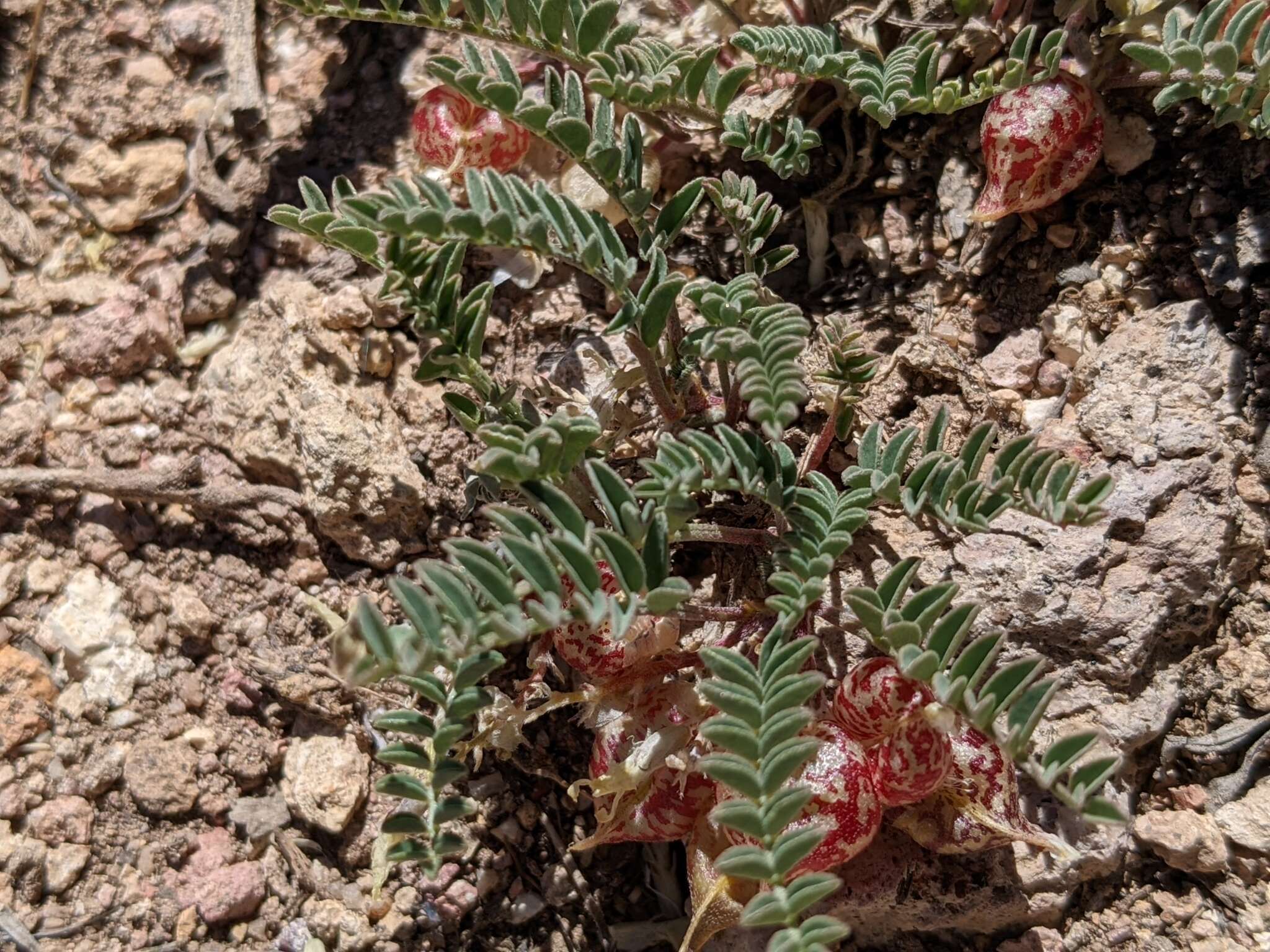 Image of freckled milkvetch