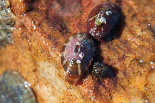 Image of Cape keyhole limpet