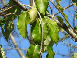 Image of Marsdenia edulis S. Wats.