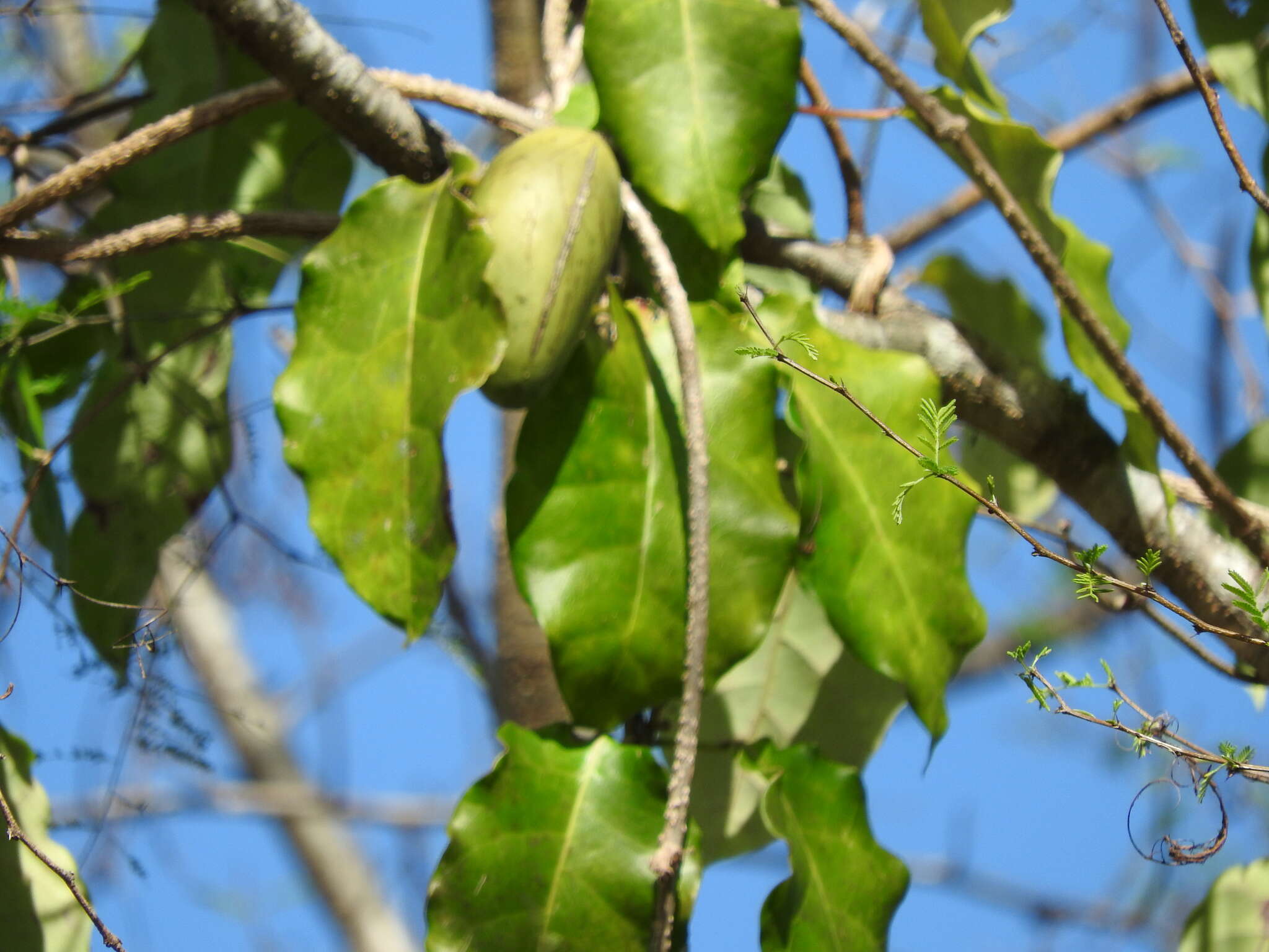 Image of Marsdenia edulis S. Wats.