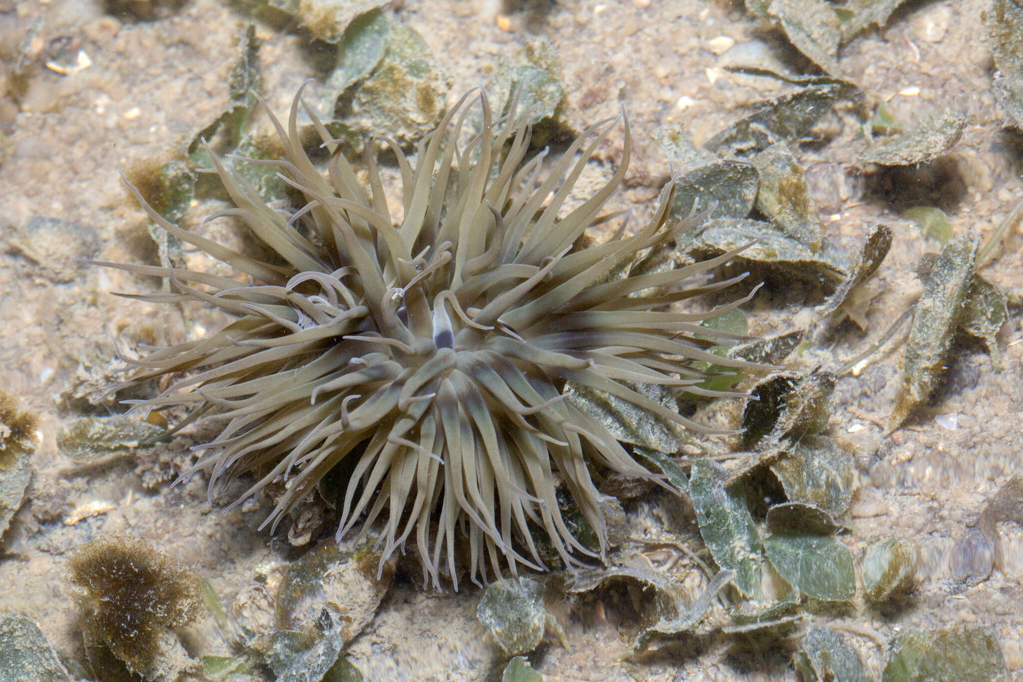 Image of Boloceroides mcmurrichi (Kwietniewski 1898)