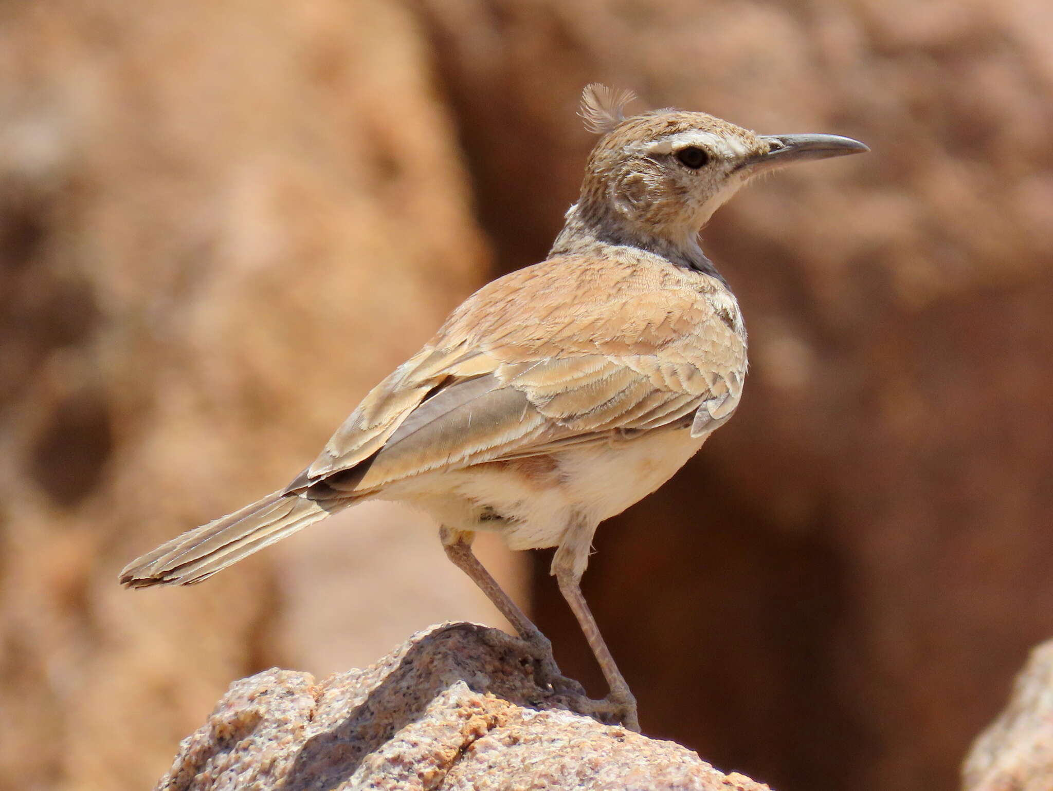 Image of Karoo Long-billed Lark