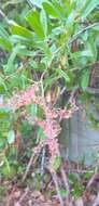 Rumex usambarensis (Engl. ex Dammer) Dammer resmi