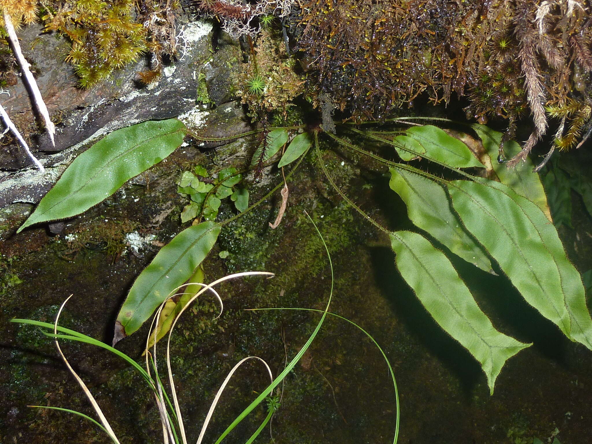 Image of Elaphoglossum hybridum (Bory) Brack.