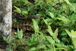 Image of Cryptic golden tegu