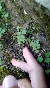 Слика од Adiantum formosanum Tag.