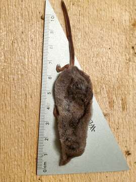 Image of Dusky Shrew