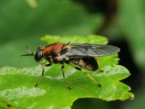 Image of Nigritomyia fulvicollis (Kertesz 1914)