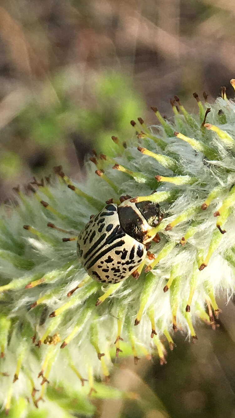 Image of Common Willow Calligrapha