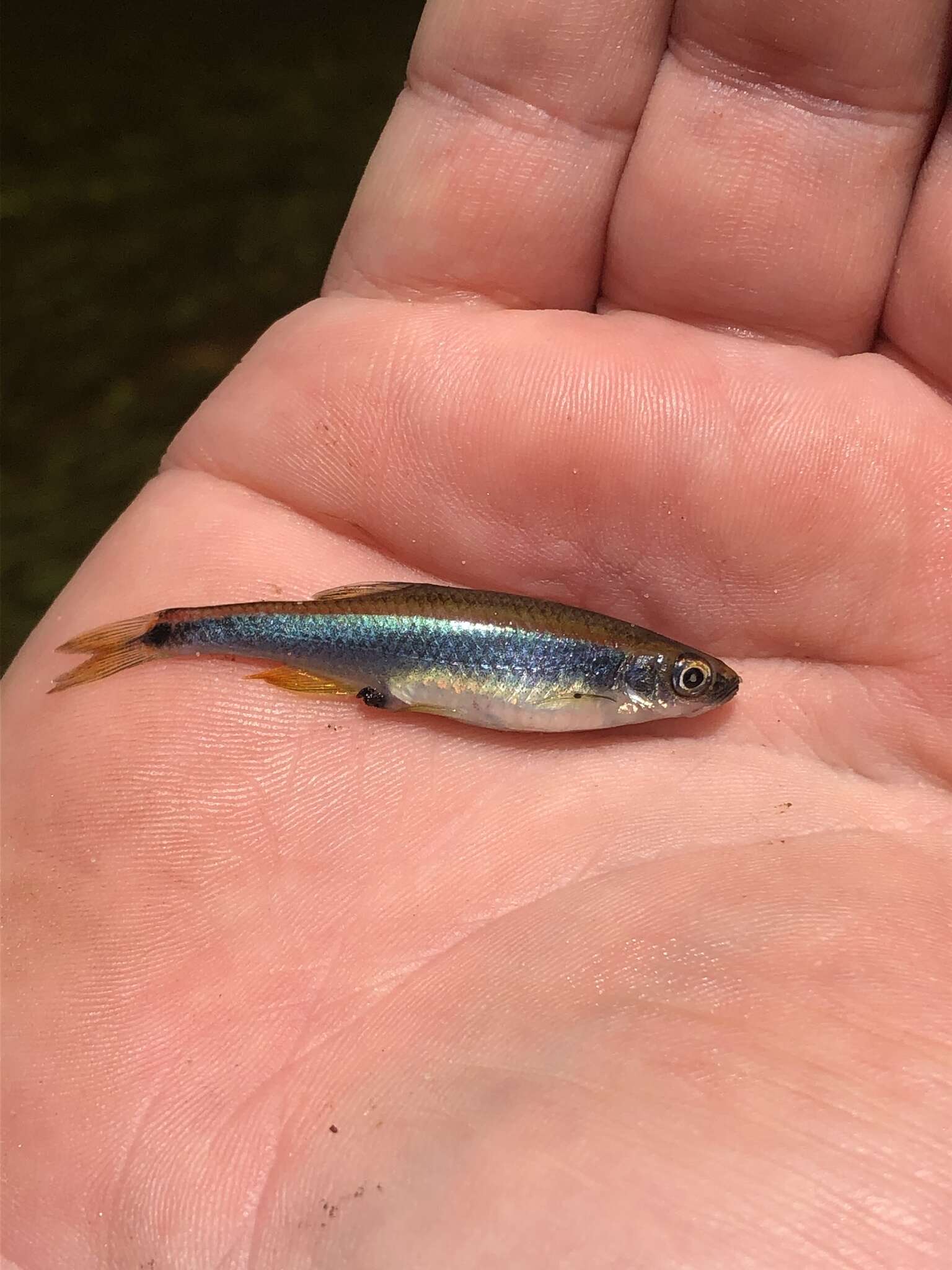 Image of Sailfin Shiner