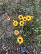 Image of Common perennial gaillardia